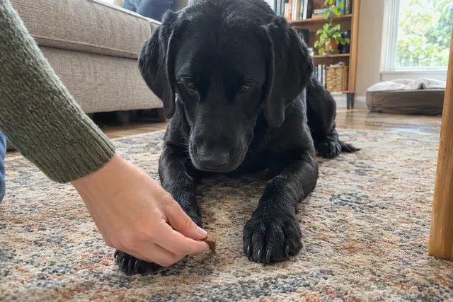 A black Labrador lying in a sphinx down on the floor while its owner's hand lowers a treat toward the ground in front of its paws.