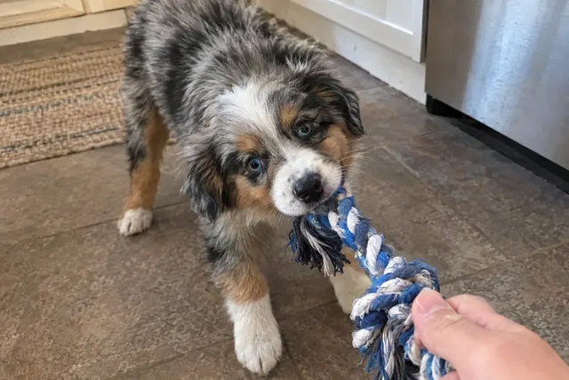 An Australian Shepherd puppy chewing on one end of a rope toy while its owner holds the other end.