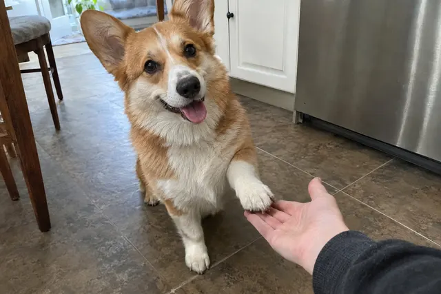A corgi placing one front paw in its owner's open hand