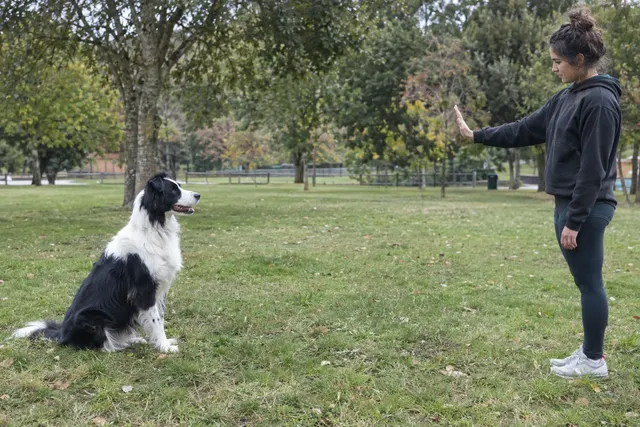 A border collie holding a sit-stay on the grass in a park while its owner stands a few steps away showing a flat open palm.
